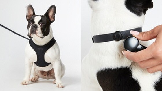 TOMO: Easy Connect Dog Gear