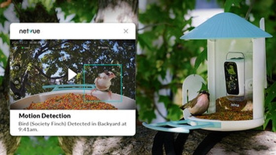 Birdfy: The First Auto AI Recognition Bird Feeder Camera