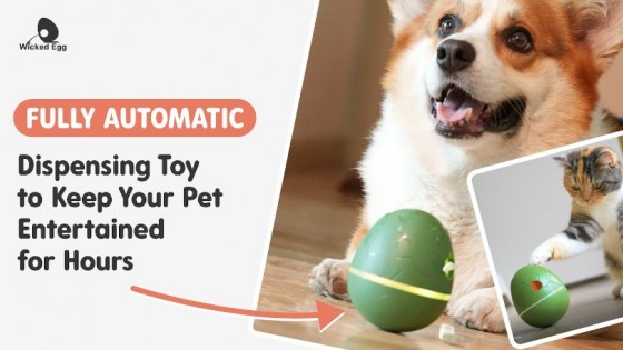 Wicked Egg : Automatic Interactive Pet Toy & Treat Dispenser